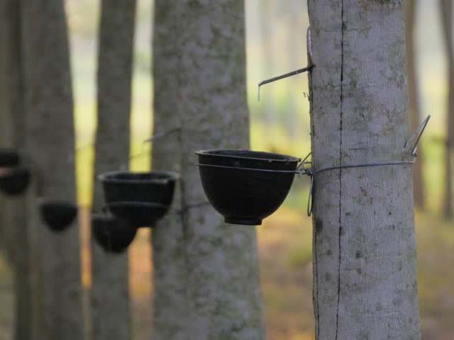 грузовые шины сайлун востокшина